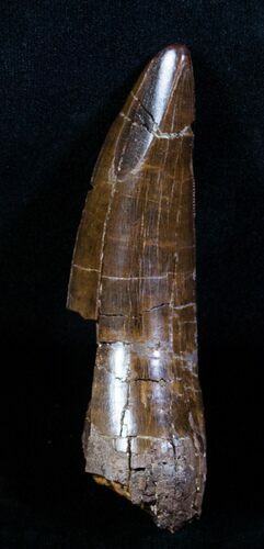 T-Rex Tooth